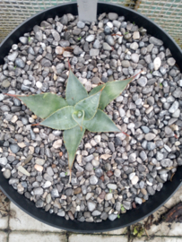 Agave parryi sp. Parryi - 08 - 7,5 ltr