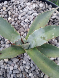 Agave havardiana