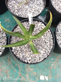 Agave x amourifolia 'Twisted Tongue' - 1.03 - 3 ltr