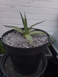 Agave desmettiana 'Variegata' - 01 - 7,5 ltr