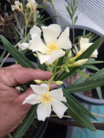 Nerium oleander 'Souvenir des Iles Canaries'