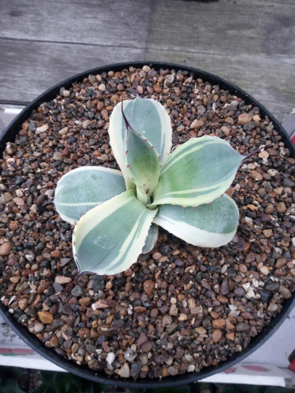 Agave parryi var. truncata 