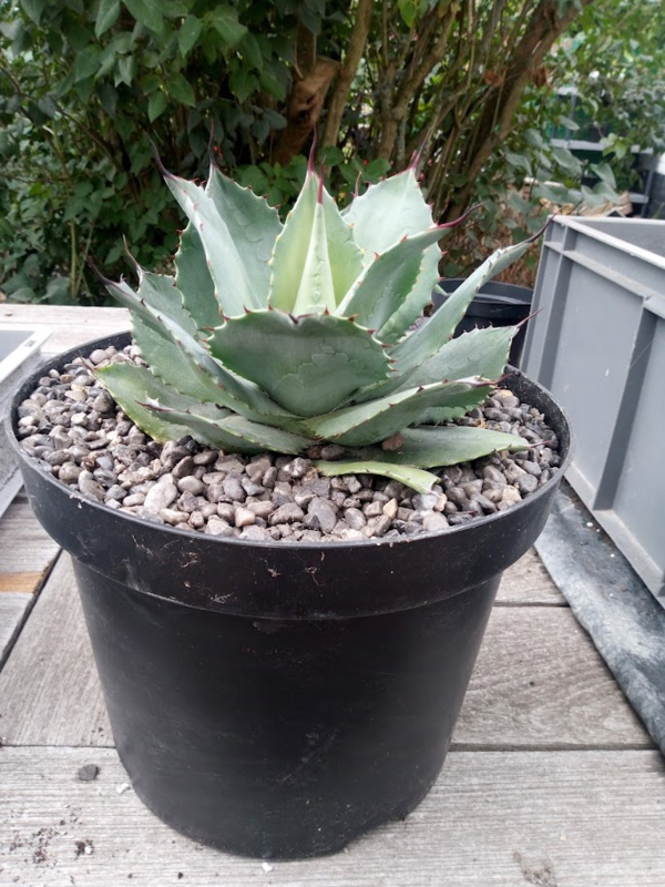 Agave ovatifolia 'Kraken' 92 アガベ Agave ovatifolia 'Kraken' 92 アガベ