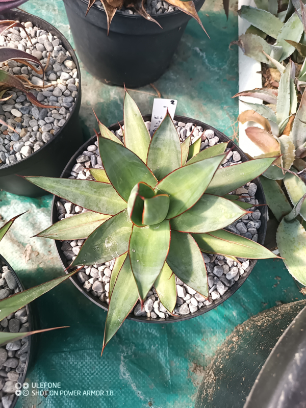 AGAVE | CleanGreen