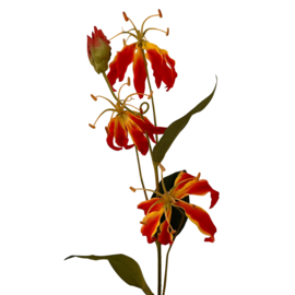 Zijdebloem Gloriosa Lily spray Fuchsia