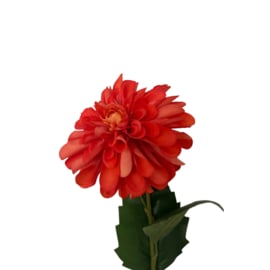 Zijdebloem Dahlia Hillcrest Zalm