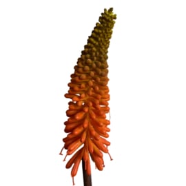 Zijdebloem Kniphofia