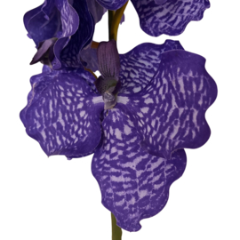 Zijdebloem Vanda Orchid Paars