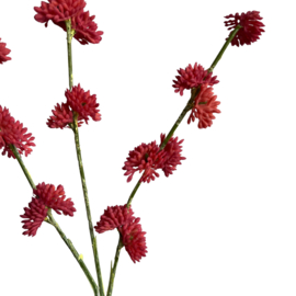 Bloem Melaleuca Pink