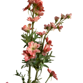 Zijdebloem Delphinium Perzik