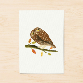 A5 print | Barn owl