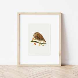 A5 print | Barn owl