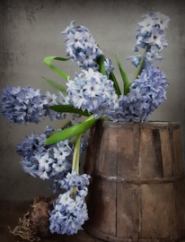 Tuinposter Hyacinten in houten bak