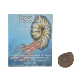 Fossiel ammoniet