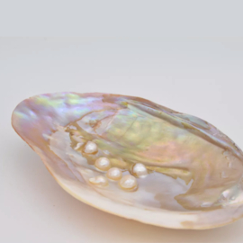 Parelschelp