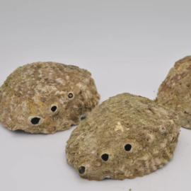 Abalone schelp
