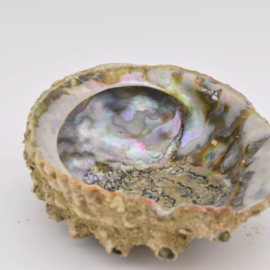 Abalone schelp
