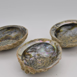 Abalone schelp