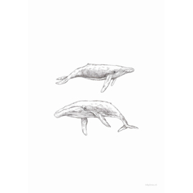 Inkylines poster walvissen