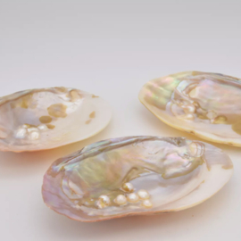 Parelschelp