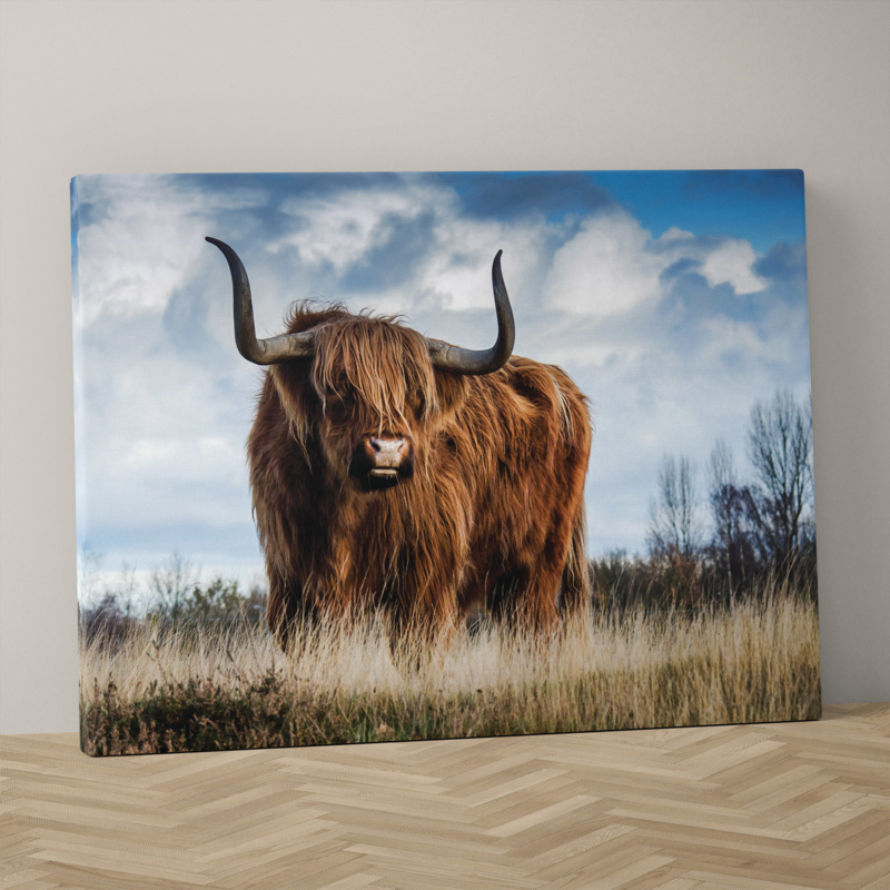 Schotse hooglander op canvas