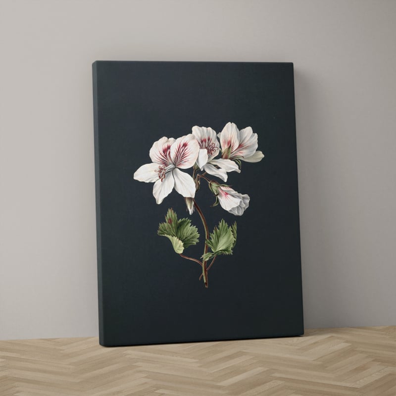 Pelargonium album bicolor