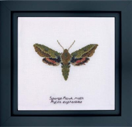 Kruissteekpakket: Spurge Hawk moth