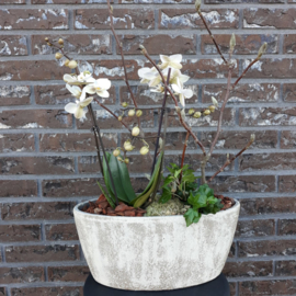 Plantenarrangementen