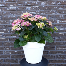 Hortensia in pot