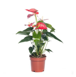 Anthurium rood