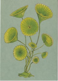 Botanische Postkaart Plantenrijk  - los