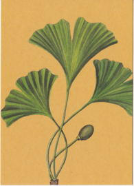 Botanische Postkaart Plantenrijk  - los