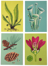 UITVERKOOP  8 Evolutie van Planten Postkaarten 2020 