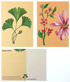 UITVERKOOP  8 Evolutie van Planten Postkaarten 2020 