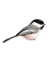 Muursticker CHICKADEE - KEK Amsterdam