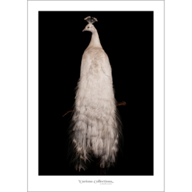 Poster White Peacock - Curious Collections