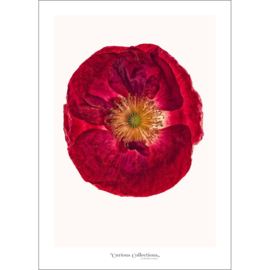 Poster Poppy Flower 1 - Curious Collections