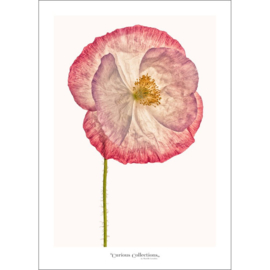 Poster Poppy Flower 3 - Curious Collections