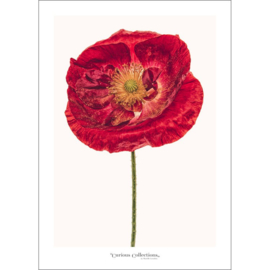 Poster Poppy Flower 2 - Curious Collections