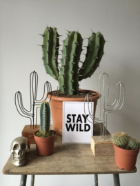 Draad cactus goud - BLUFT