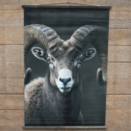 Tuinposter ram