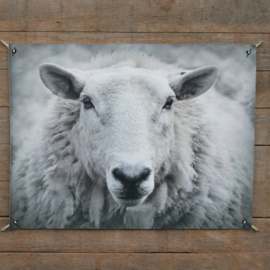 Tuinposter schaap
