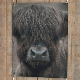Tuinposter hooglander donker