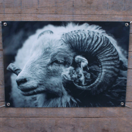 Tuinposter ram