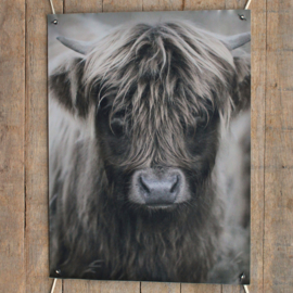 Tuinposter hooglander jong