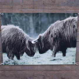 Tuinposter hooglanders