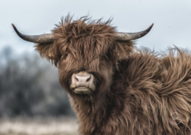 Tuinposter Hooglander jong