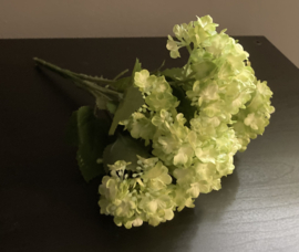 Hortensia wit/groen (1 stuk)