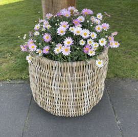 Large, uniquely woven garden basket (50 x 47 cm)