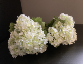 Hortensie weiß (2er-Set)
